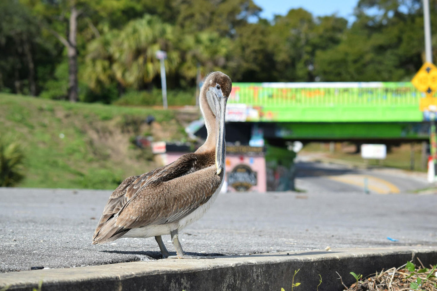 Take a walk on the "wild side." Wildlife at the Graffiti Bridge